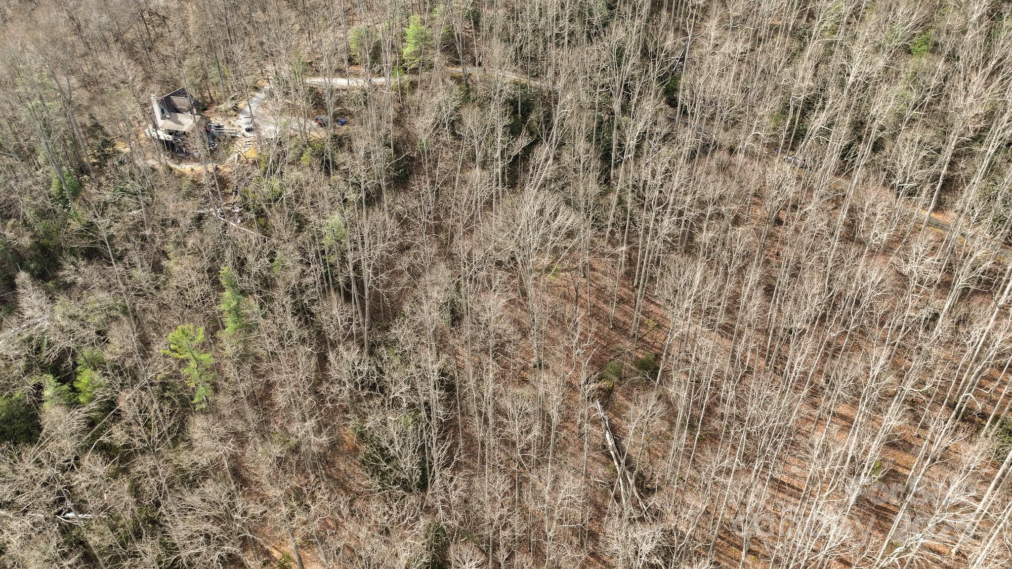 Tbd High Acrs Road Spruce Pine, NC 28777 - Photo 6 of 21 a close up of a plant