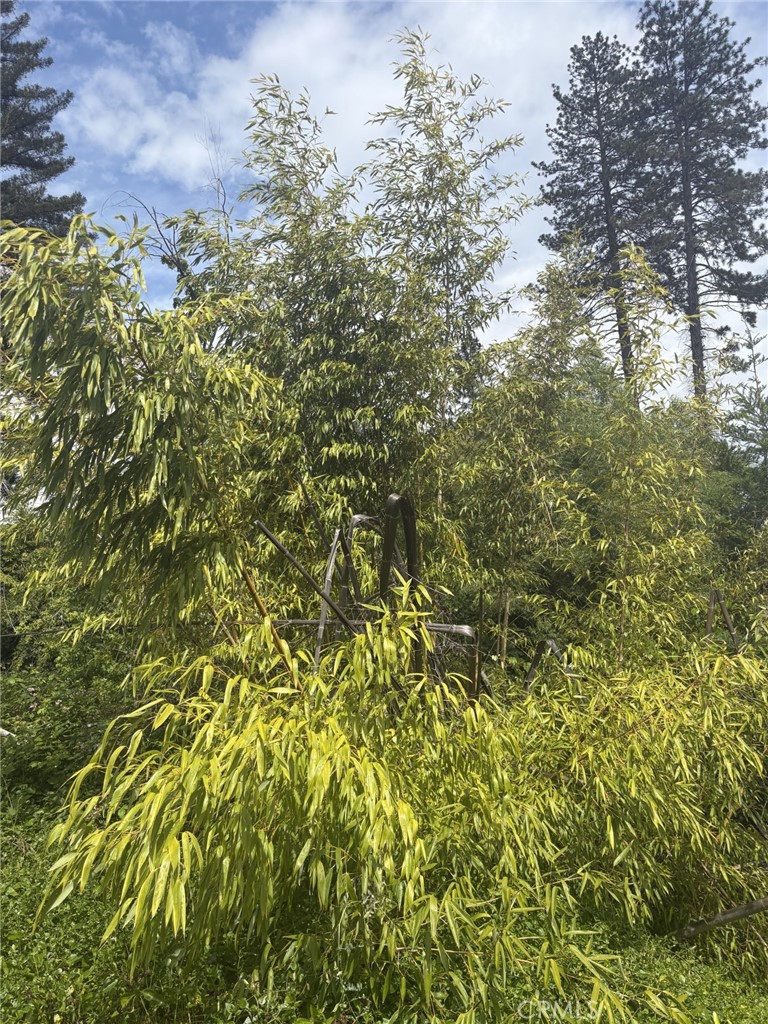 380 Oak Spring Road Paradise, CA 95969 - Photo 4 of 12 a view of a tree with a yard