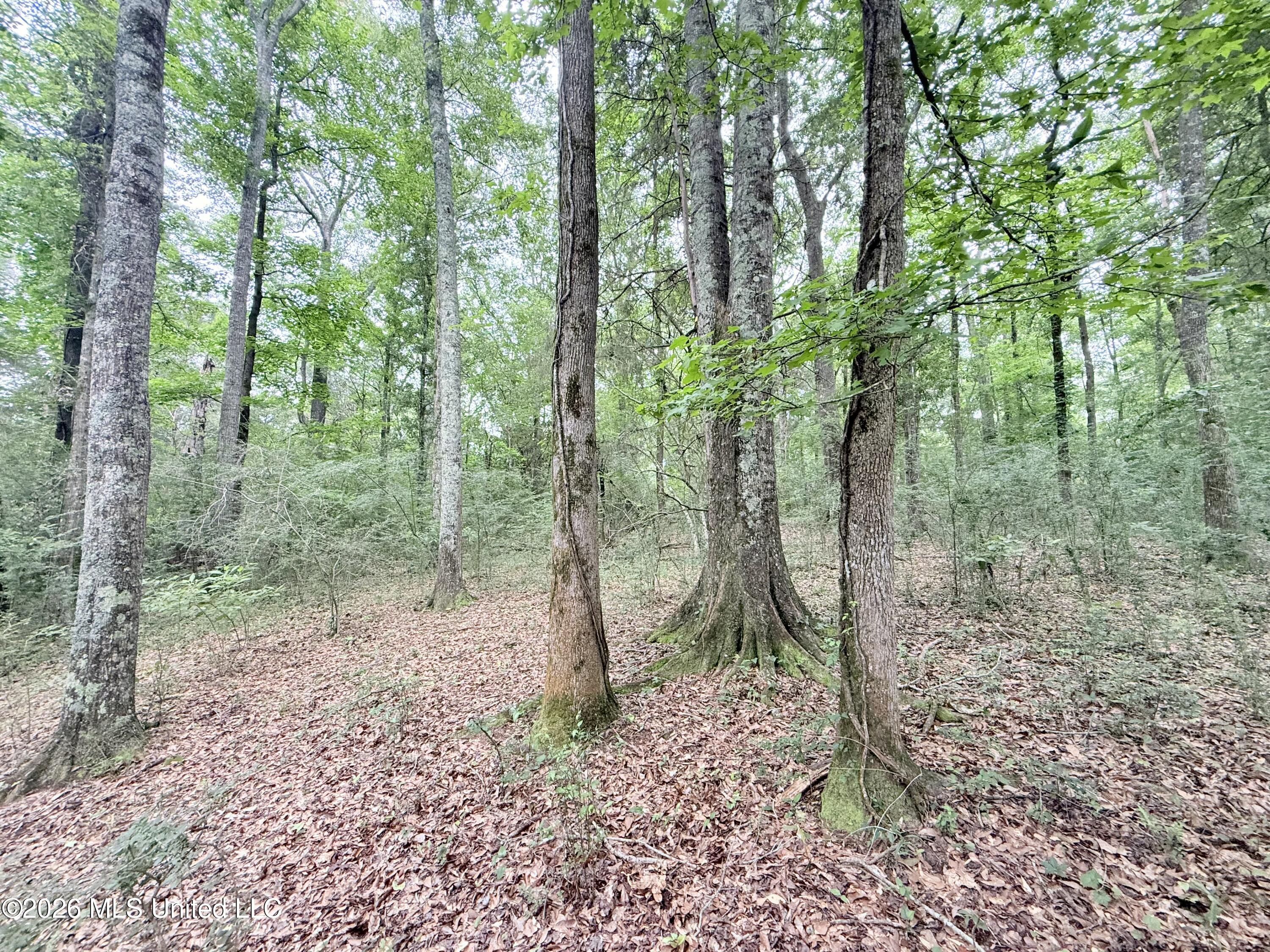 1015 Highway 51 Summit, MS 39666 - Photo 20 of 32 IMG_6645