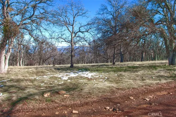 a view of a tree in the middle of a yard
