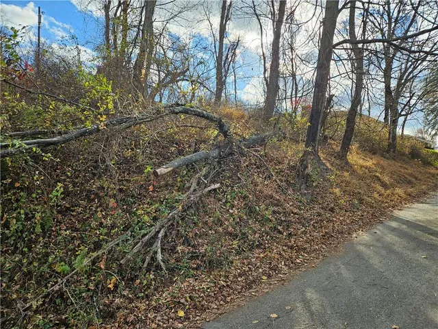 a view of a yard with large trees