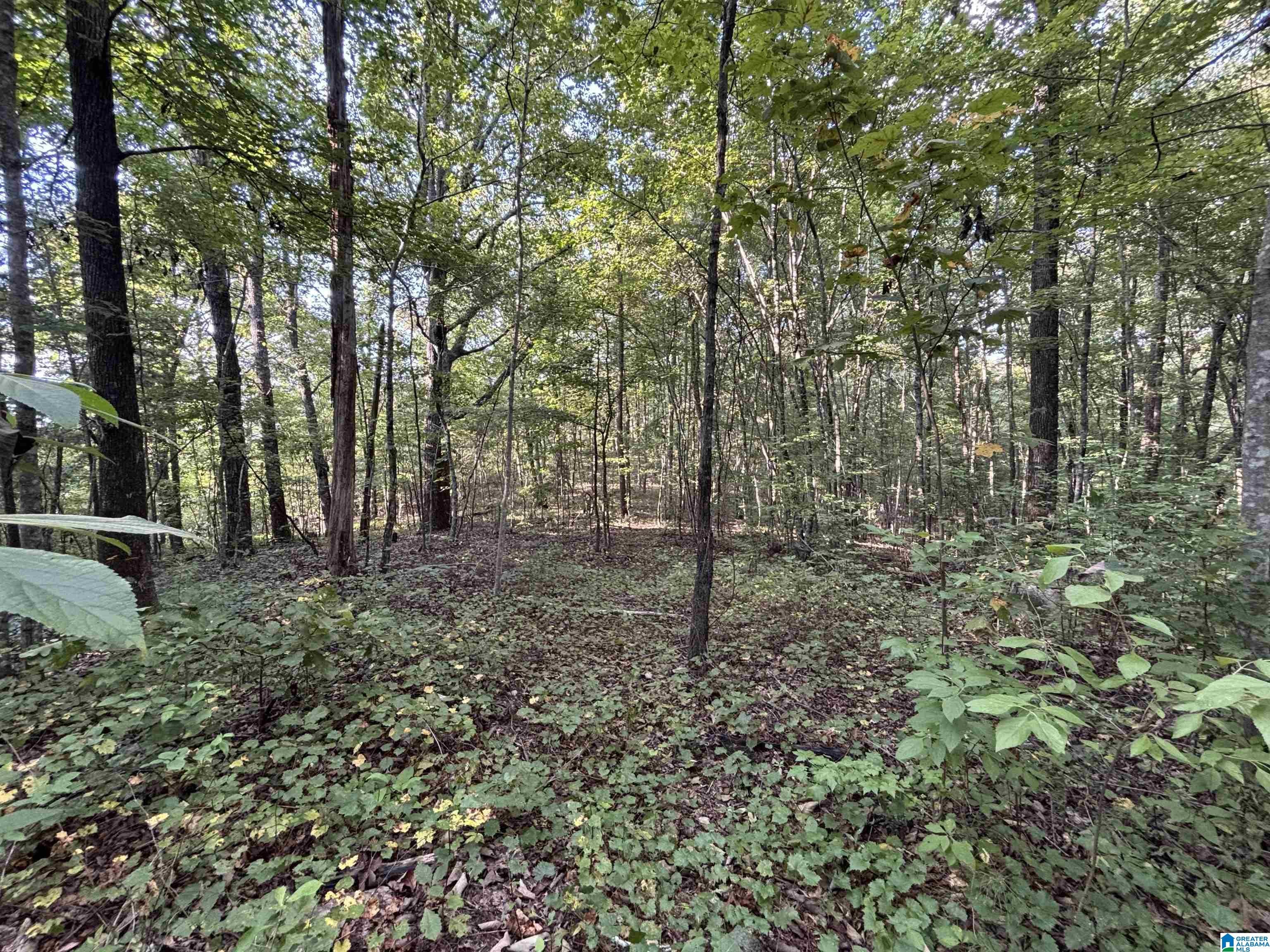 1849 Baker Road Ashville, AL 35953 - Photo 60 of 72 Gallery Image 60