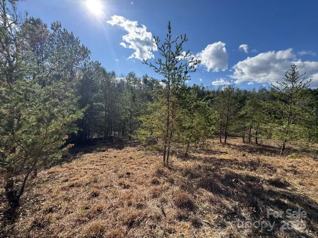 a street view with large trees
