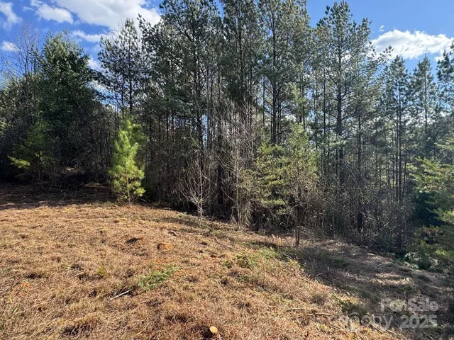 a view of a forest with trees in the background