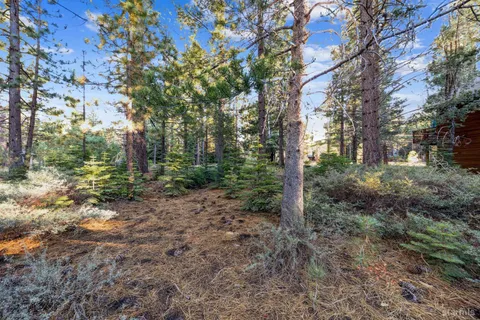 a view of a forest with trees