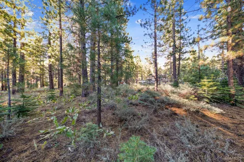 a view of a forest filled with trees