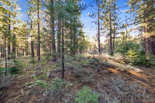 a view of a forest filled with trees