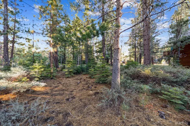 a view of a forest with trees