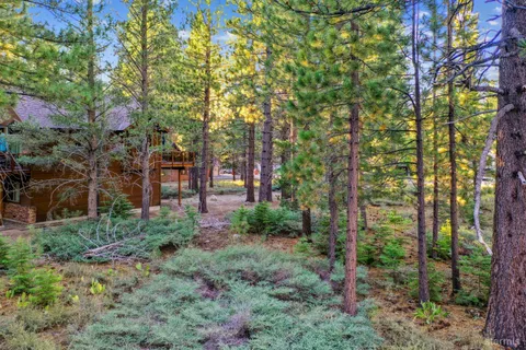 a view of a forest with a tree