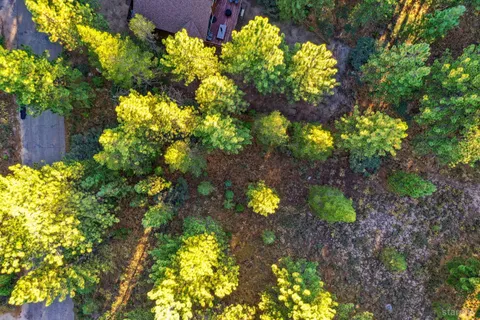 a view of a bunch of flowers