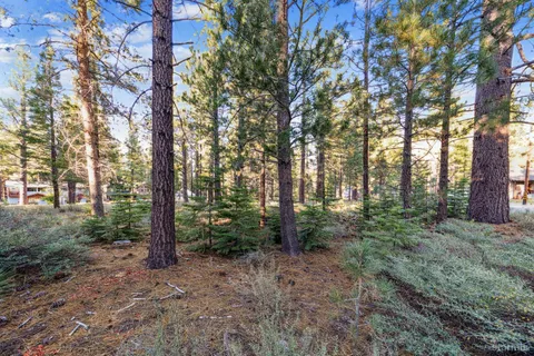 a view of a forest filled with trees