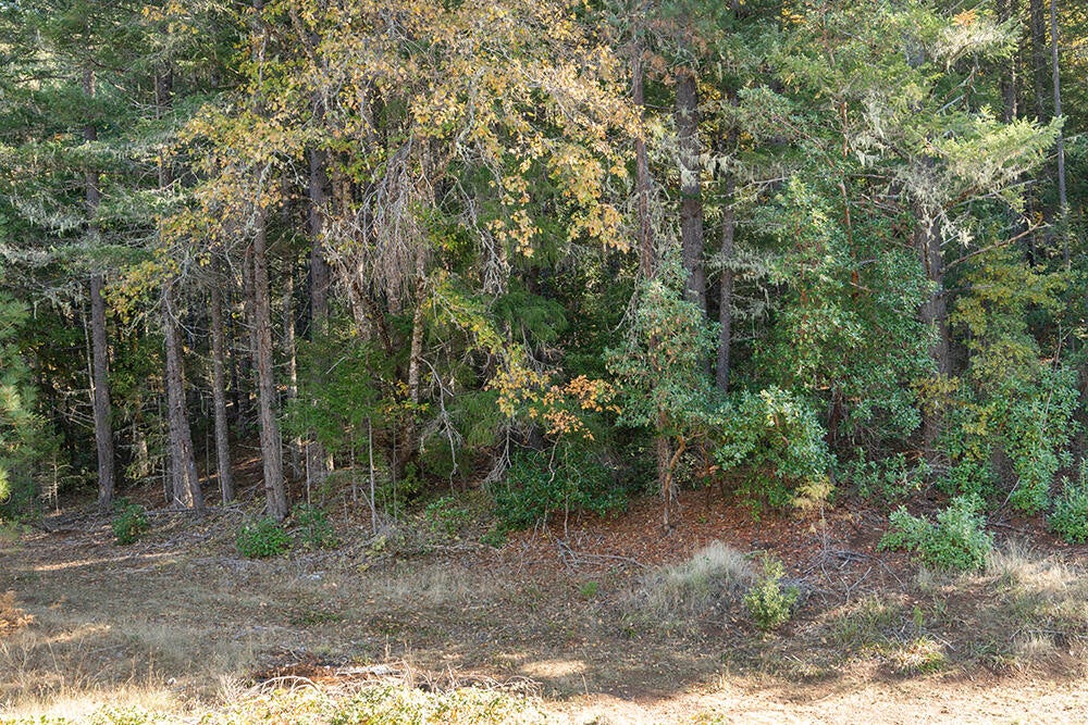 1263 Waldo Road Cave Junction, OR 97523 - Photo 46 of 82 52