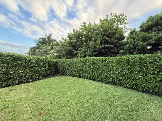 a view of a yard with a plant