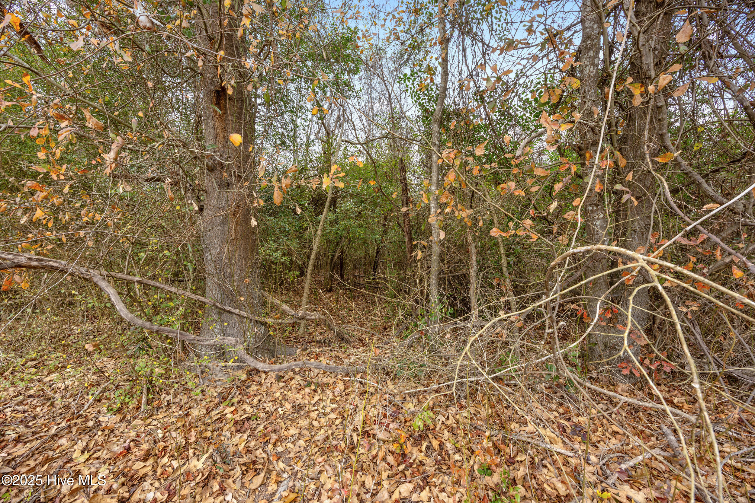 0 Gaddy's Mill Road Maxton, NC 28364 - Photo 13 of 24 13