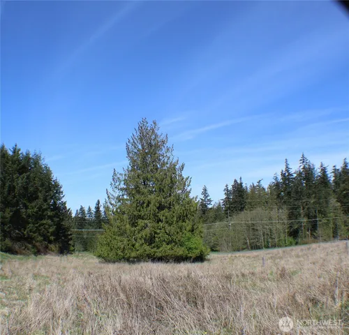 a view of a dry yard with trees in the background