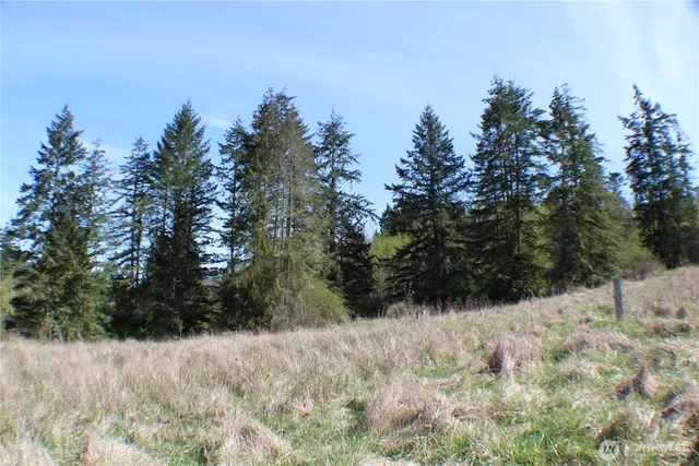 a view of a yard covered with trees