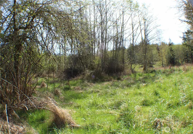 a view of a green yard with large trees