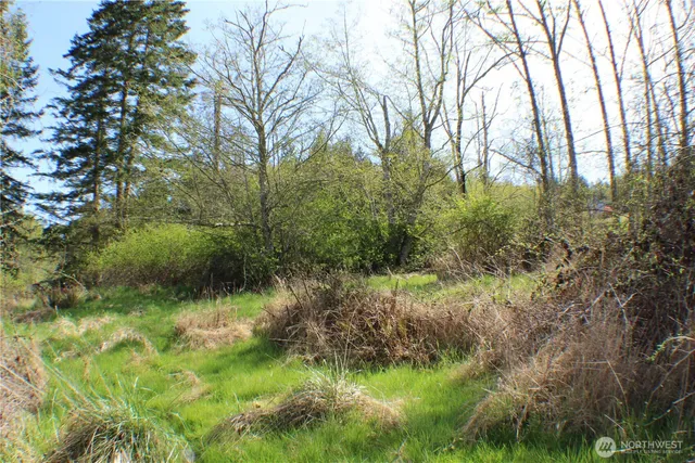 a view of a lush green forest