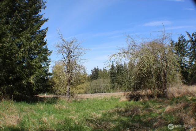 a view of a lush green space