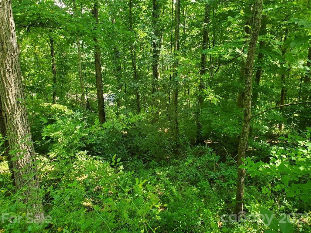 32 Fox Run Road, Unit A 32 Waynesville, NC 28785 - Photo 3 of 6 a view of a lush green forest