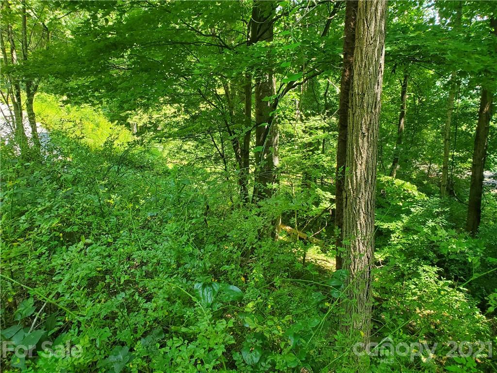 32 Fox Run Road, Unit A 32 Waynesville, NC 28785 - Photo 4 of 6 a view of a lush green forest