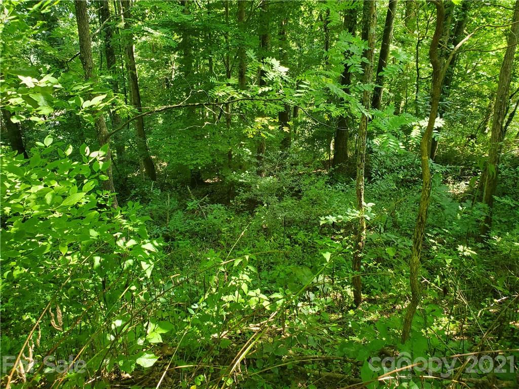 32 Fox Run Road, Unit A 32 Waynesville, NC 28785 - Photo 5 of 6 a view of a lush green forest