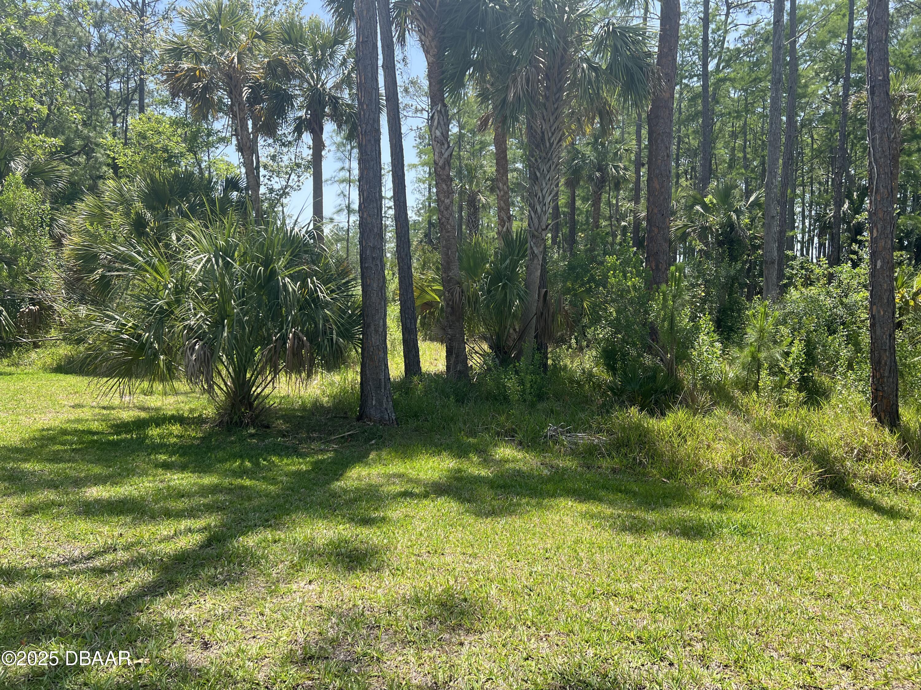 3 Remington Road Ormond Beach, FL 32174 - Photo 2 of 18 a view of a trees in a yard