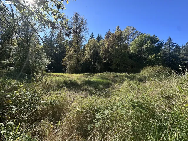 a view of a forest with a lake