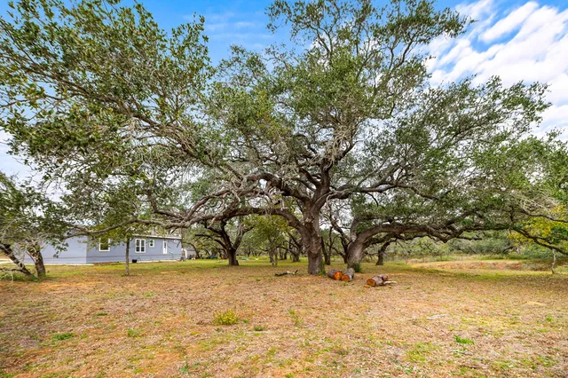 a tree is standing next to a yard with large trees