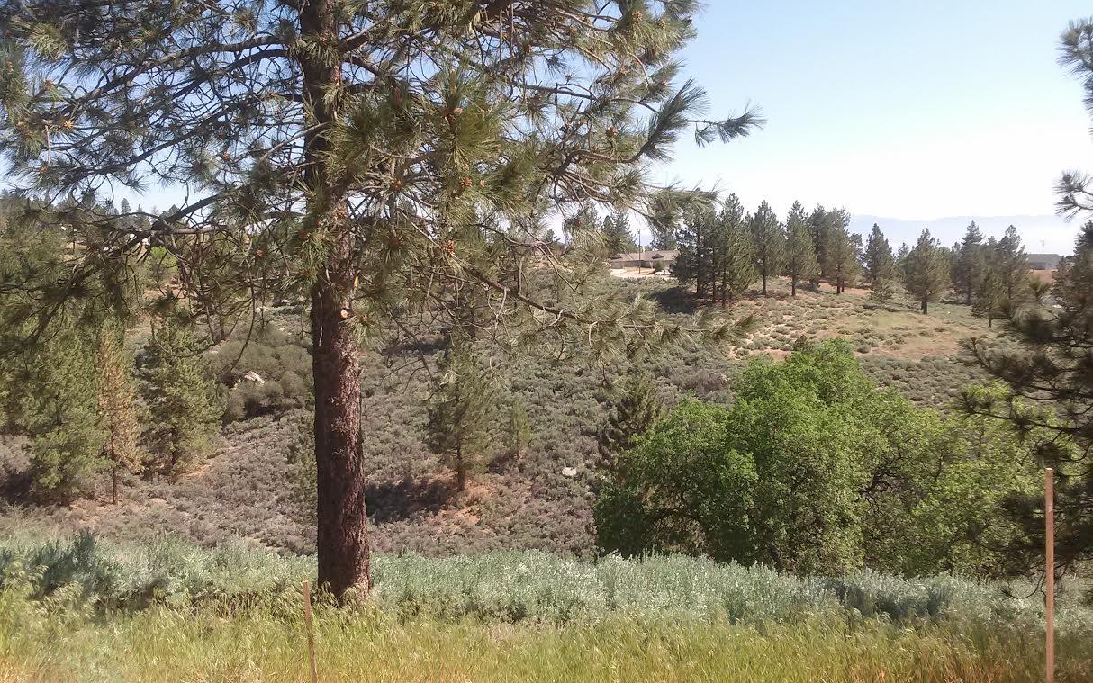 25420 Ranger Court Tehachapi, CA 93561 - Photo 12 of 13 unnamed (11)bvby