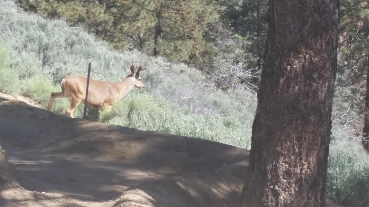25420 Ranger Court Tehachapi, CA 93561 - Photo 4 of 13 unnamed (deer
