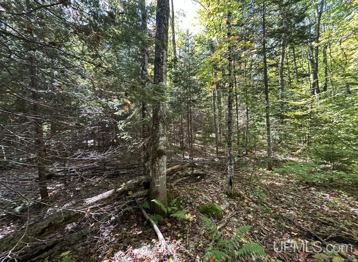 40-acres Mosquito Stub Road Shingleton, MI 49884 - Photo 11 of 25 Gallery Image 11