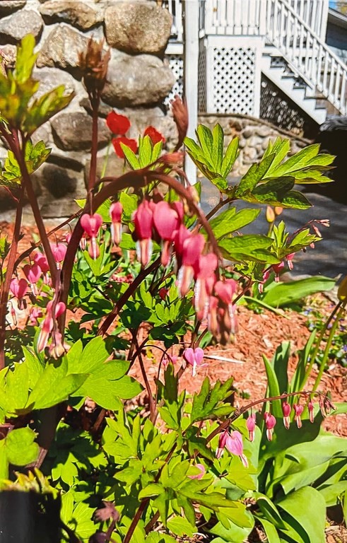 14 East Prospect Street Methuen, MA 01844 - Photo 16 of 42