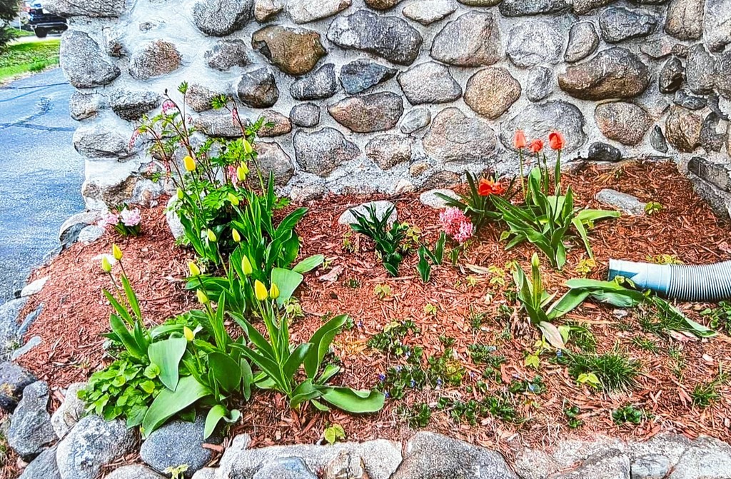 14 East Prospect Street Methuen, MA 01844 - Photo 17 of 42 a picture of flowers