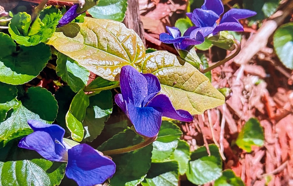 14 East Prospect Street Methuen, MA 01844 - Photo 42 of 42 a painting of a flower in a lot of flowers