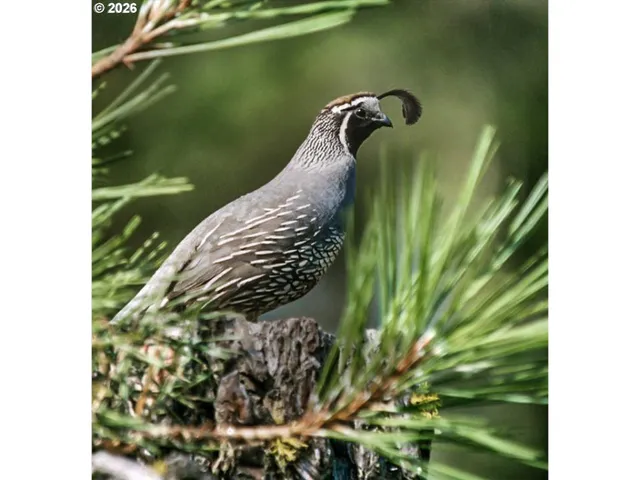 $1,599,000 | 52135 East Terra Fern Drive, Sandy, OR 97055