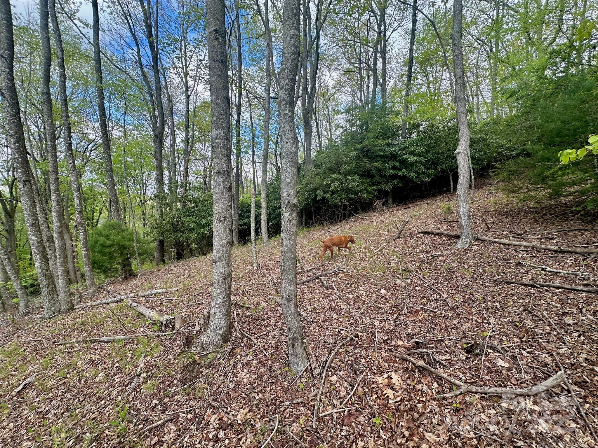 Tbd Jackson Ridge Road, Unit 4 Boone, NC 28607 - Photo 13 of 18 Gallery Image 13