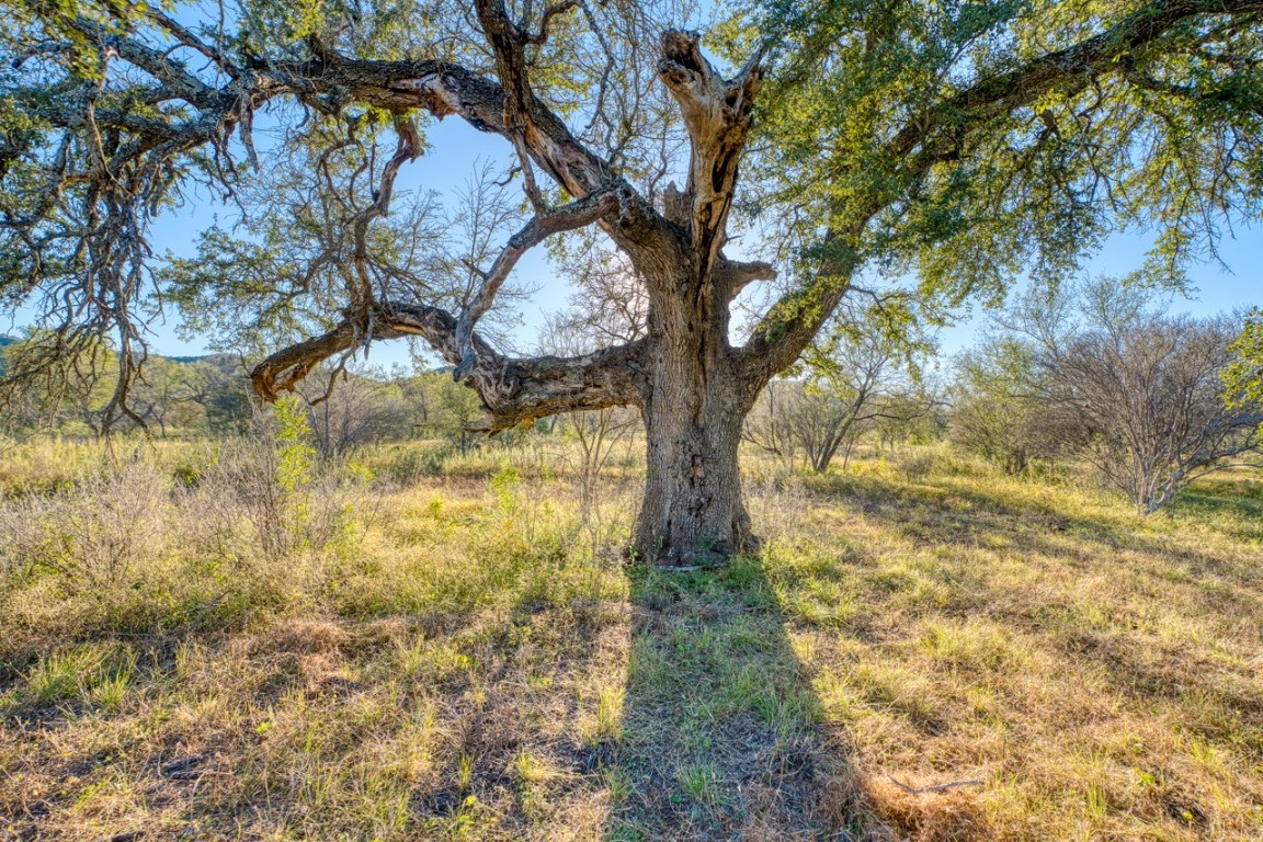 32901 Highway 55 Uvalde, TX 78801 - Photo 31 of 37 a view of a yard with a tree