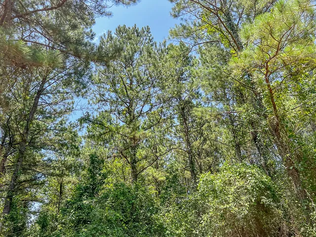 a view of a yard with a tree