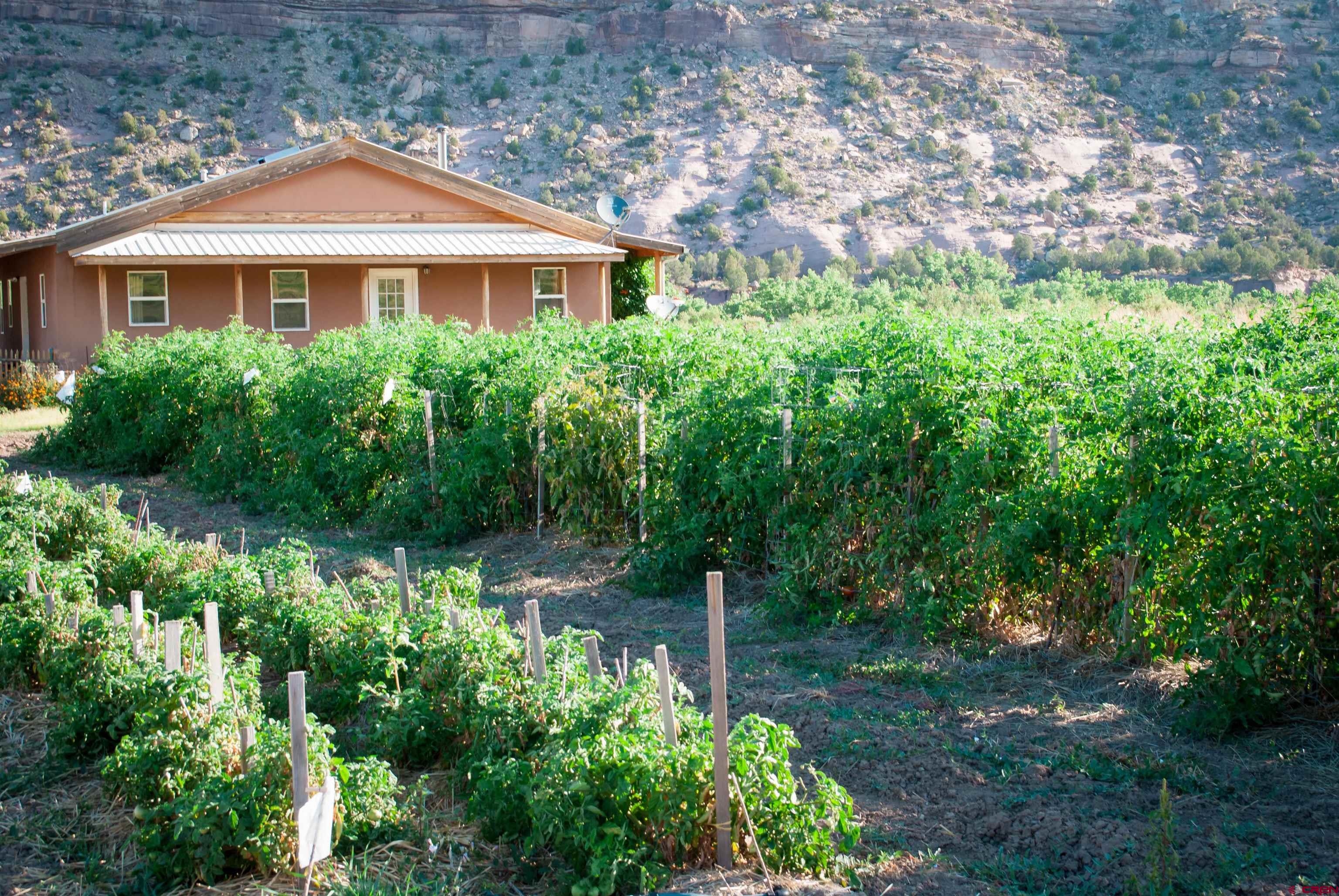 17777 C R G Cortez, CO 81321 - Photo 5 of 35 Photo provided by seller from when property was irrigated and planted