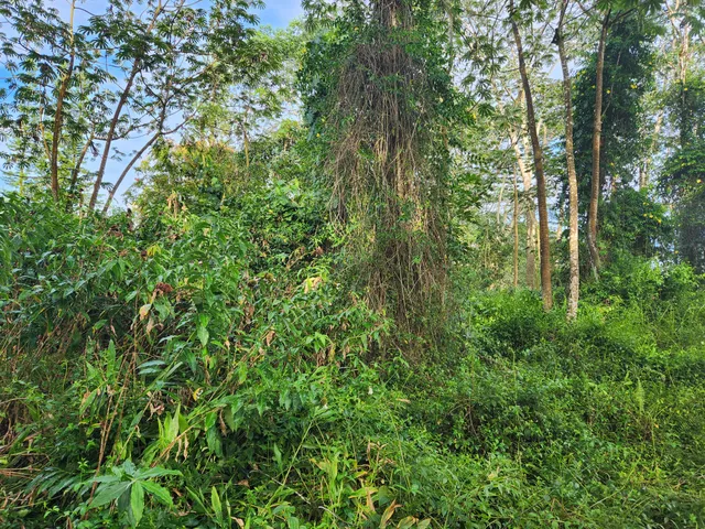 a view of a lush green forest