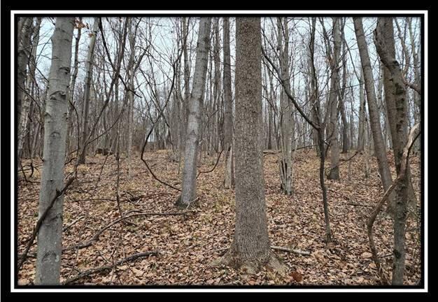 0 Black Run Road, Unit TRACT 8) Chillicothe, OH 45601 - Photo 16 of 47 image016