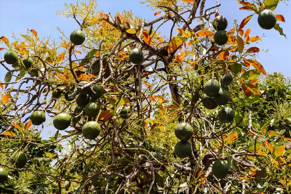 $2,195,000 | 5534 Calle Ocho, Carpinteria, CA 93013