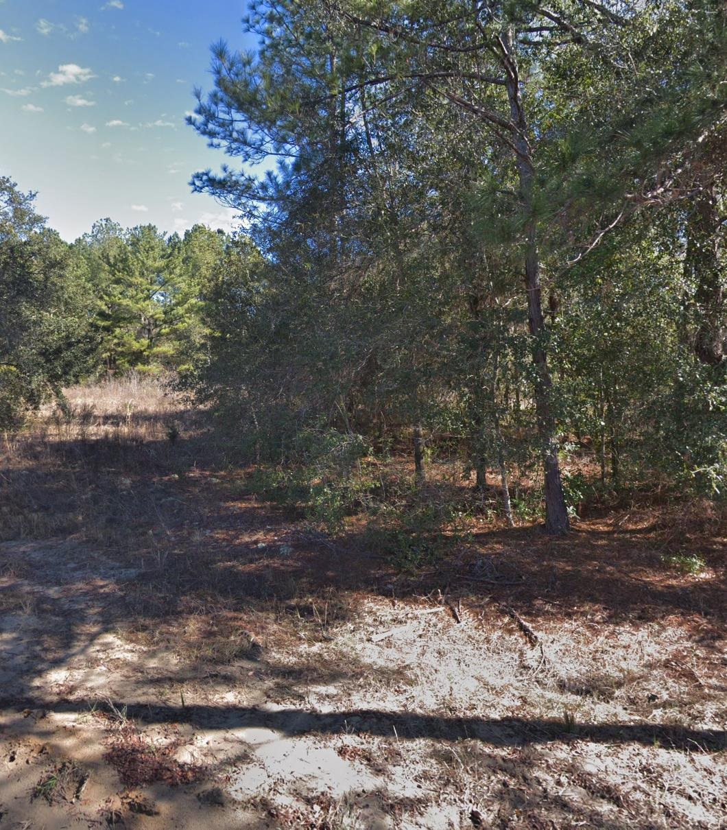 0 Maltas Avenue Interlachen, FL 32148 - Photo 5 of 6 a view of a yard with a tree