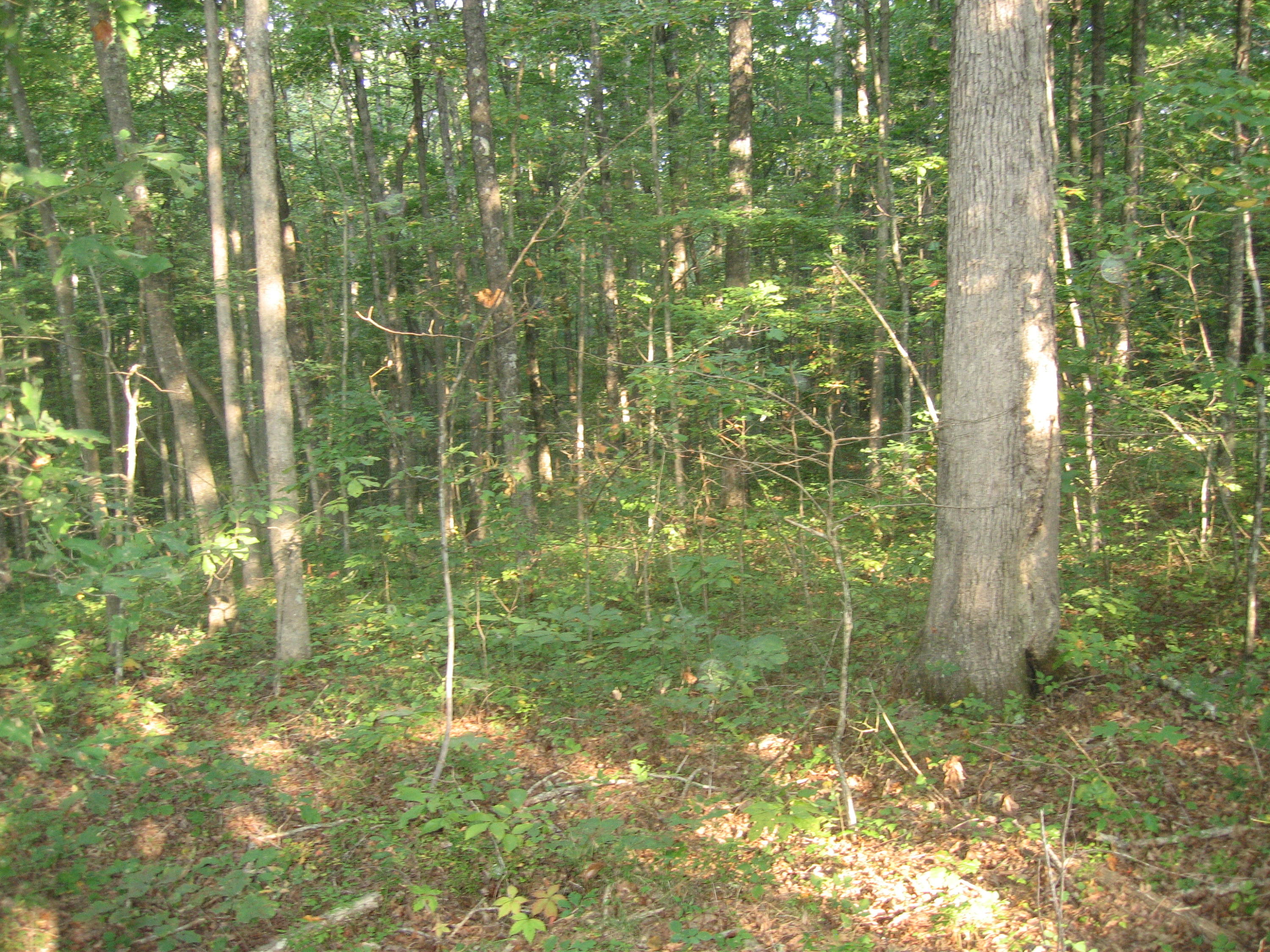 East Cove Road, Unit 3 Monterey, TN 38574 - Photo 1 of 4 lot8 ccrd 003