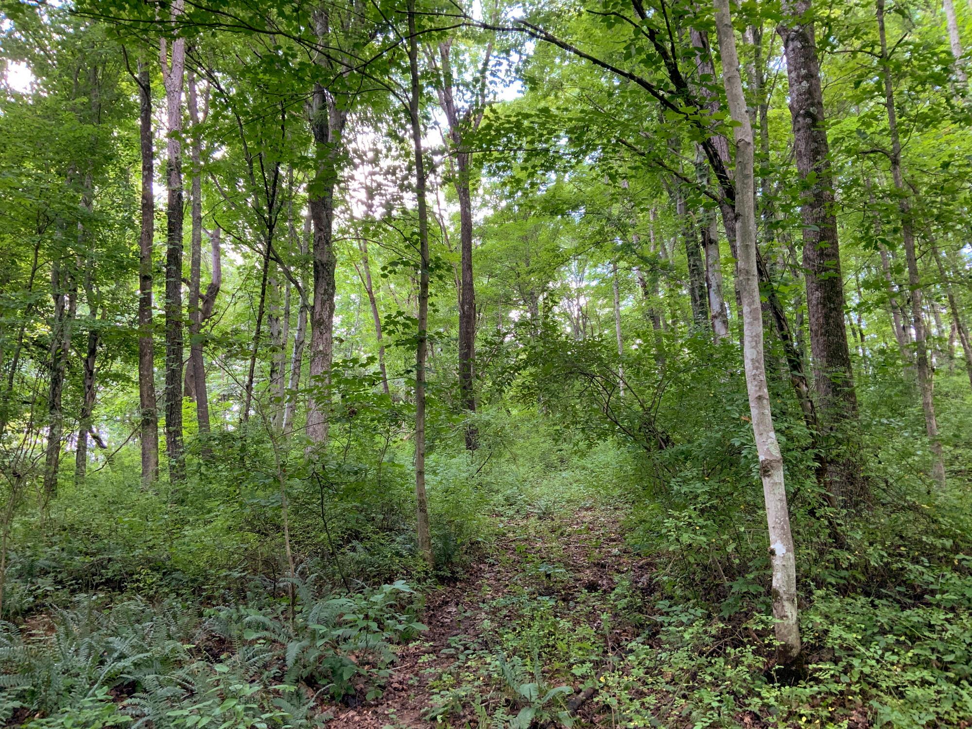 11175 Gore-Greendale Road Logan, OH 43138 - Photo 2 of 19 IMG_0761