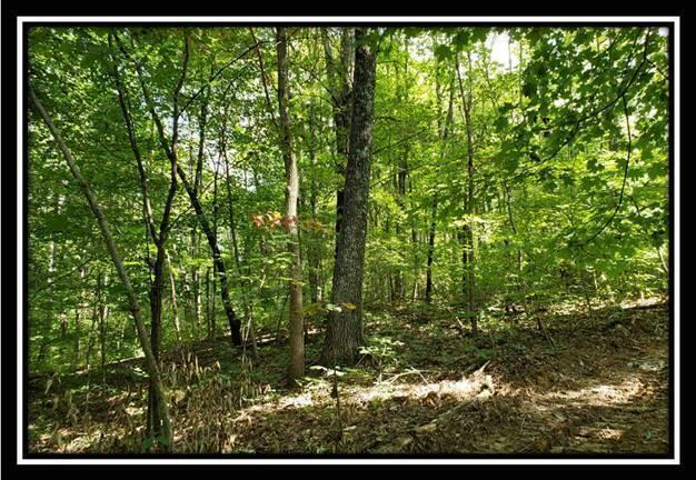 0 Pedigo Ridge Road, Unit TRACT 1) New Marshfield, OH 45766 - Photo 64 of 78 image064