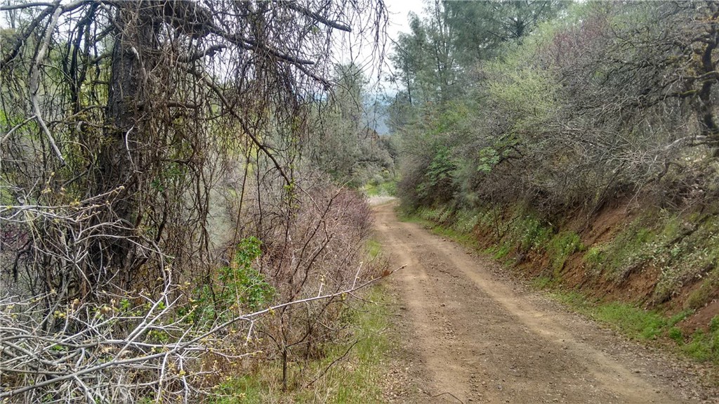 0 Olympia Drive Platina, CA 96076 - Photo 3 of 11 a view of forest