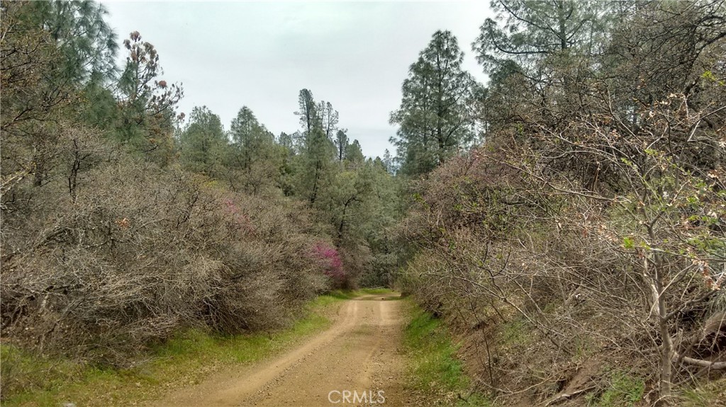 0 Olympia Drive Platina, CA 96076 - Photo 6 of 11 a view of a yard with trees in the background