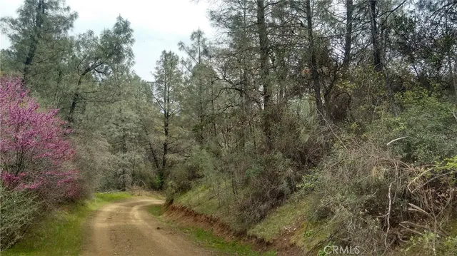 a view of a yard with a tree